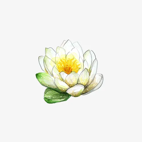 白色的手绘荷花免抠