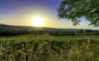 升起的太阳大树庄稼免抠