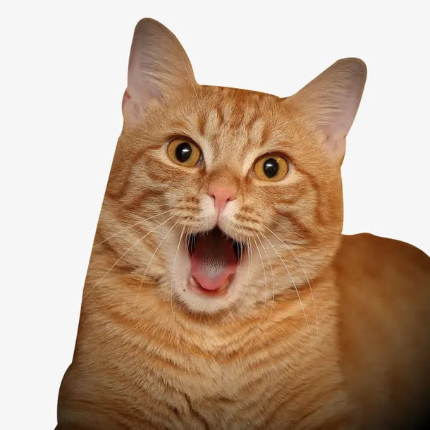 惊讶的猫咪免抠