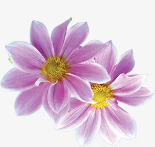 紫色野花七夕情人节免抠