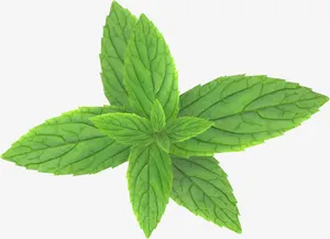 展开的薄荷叶素材免抠