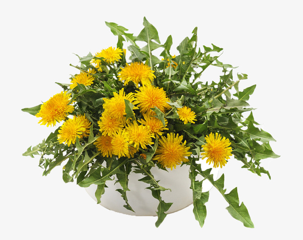 蒲公英,春天,花,植物,花,春天免抠动植物植物元素