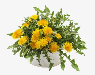 蒲公英,春天,花,植物,花,春天免抠动植物植物元素