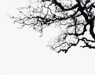 枯树 无叶 树木免抠