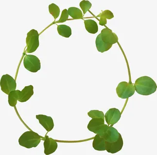 环形树叶枝实物免抠