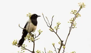 树上的鸟儿免抠
