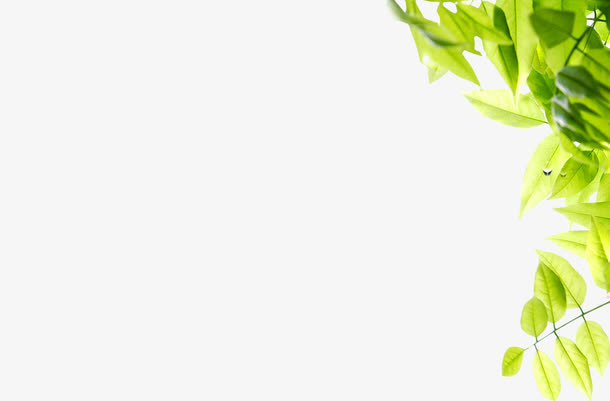 春天黄绿色绿叶植物免抠