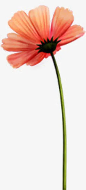 春天红色手绘花朵装饰免抠