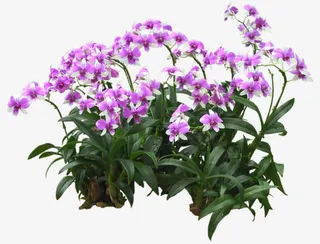 手绘装饰装饰图案免抠