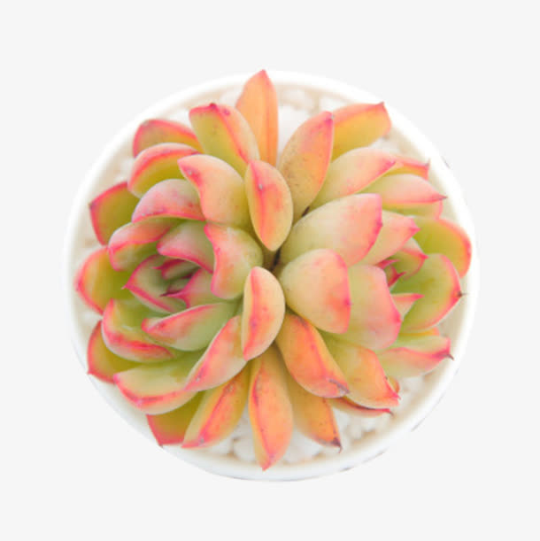 观音莲 多肉植物 花月夜双盆栽免抠