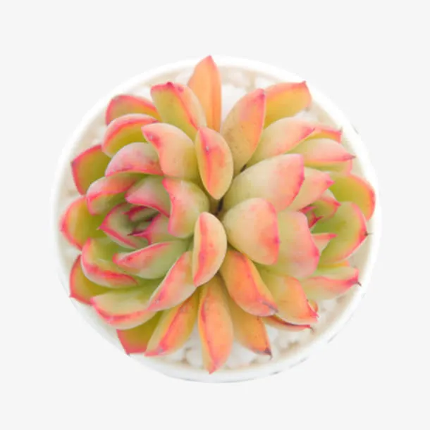 观音莲 多肉植物 花月夜双盆栽免抠