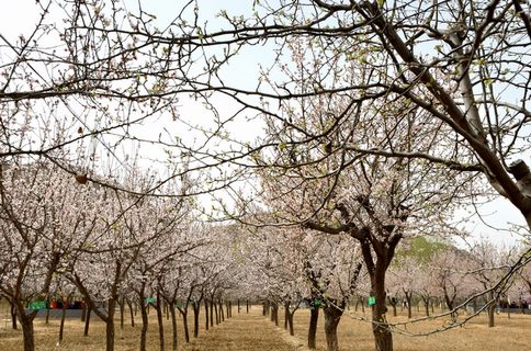 摄影 桃花烂漫 原创高清