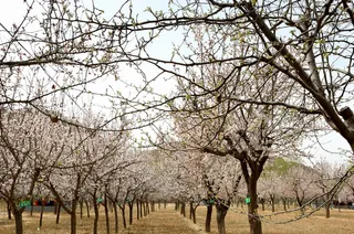 摄影 桃花烂漫 原创高清