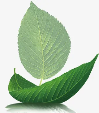 绿色叶子免抠