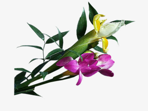 ps花卉素材装饰图案免抠