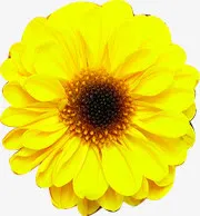 春天黄色菊花装饰免抠