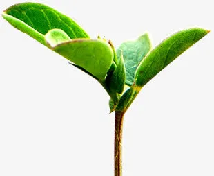 春天绿色发芽植物免抠