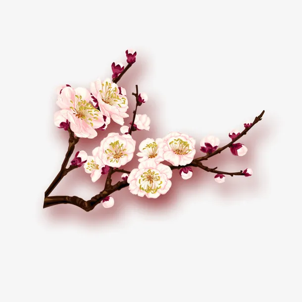 梅花免抠