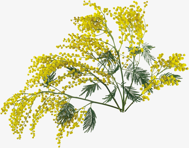 鲜花花卉花草素材免抠