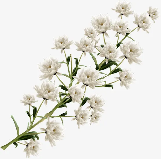 手绘装饰素材国画花草素材免抠