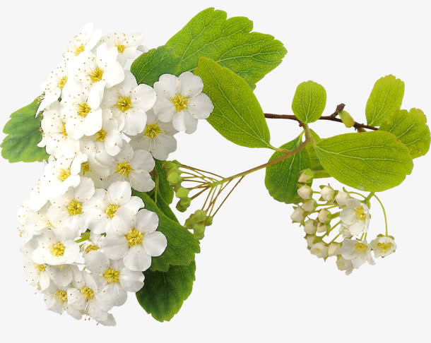 装饰花免抠