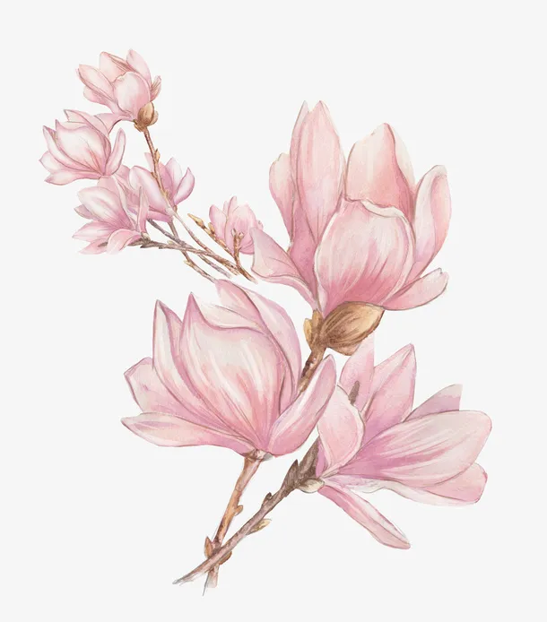 水彩粉色玉兰花免抠
