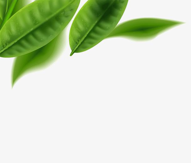 春天绿叶png图片下载免抠动植物植物元素