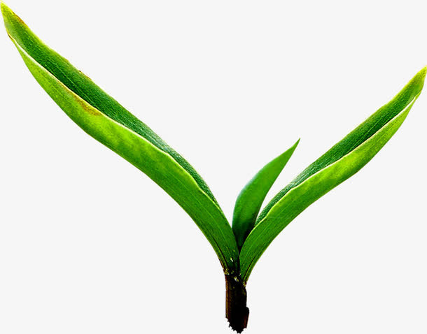 成长树叶美景植物免抠