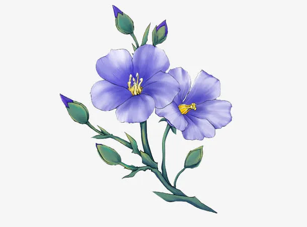 亚麻籽花免抠
