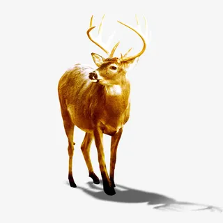 黄色的鹿免抠