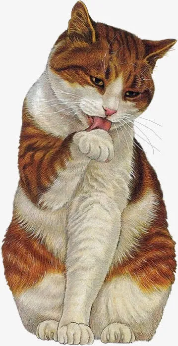 舔爪子的猫咪免抠