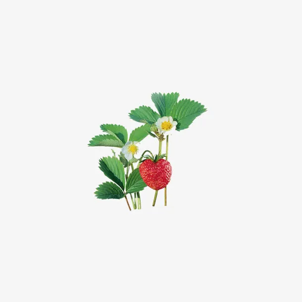 野生草莓免抠
