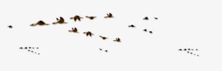 大雁雁群免抠