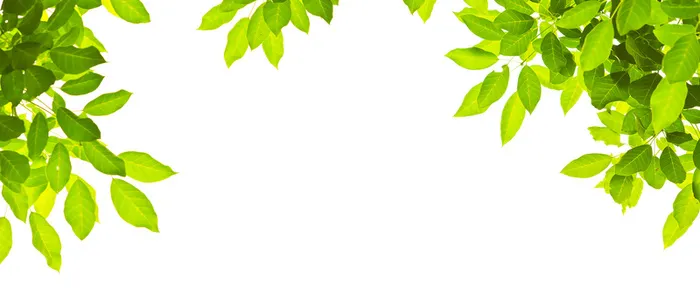 树叶背景高清