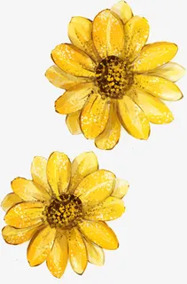 黄色唯美菊花手绘设计免抠 黄色唯美菊花手绘设计免抠