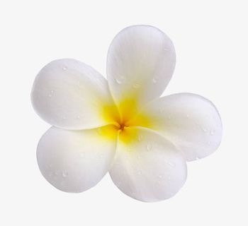 鸡蛋花特写免抠 鸡蛋花特写免抠