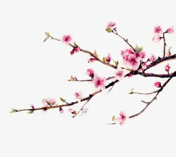 灿烂的桃花图片素材免抠