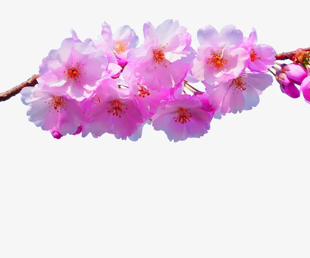 粉色春天桃花树枝装饰图案免抠