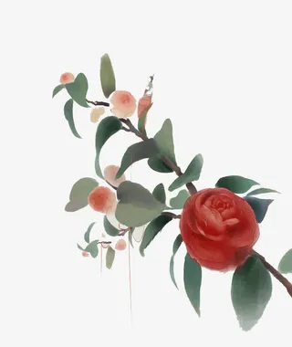 手绘山茶画树枝免抠