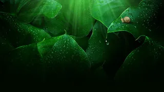 露珠绿叶高清壁纸免抠