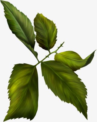 手绘鲜花叶子素材8免抠