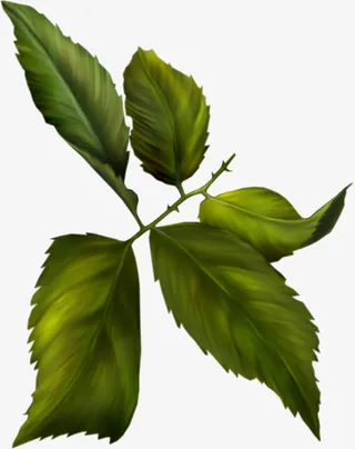 手绘鲜花叶子素材8免抠