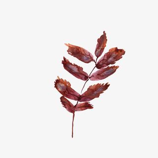 文艺清新花草海报设计装饰免抠