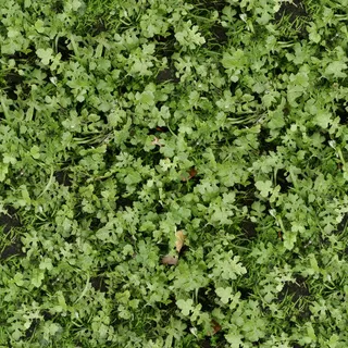 地上的绿色植物免抠 地上的绿色植物免抠