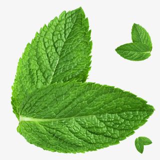 绿色薄荷叶首页装修免抠