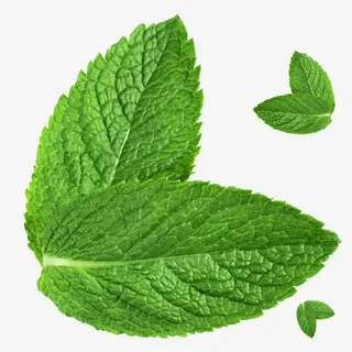 绿色薄荷叶首页装修免抠