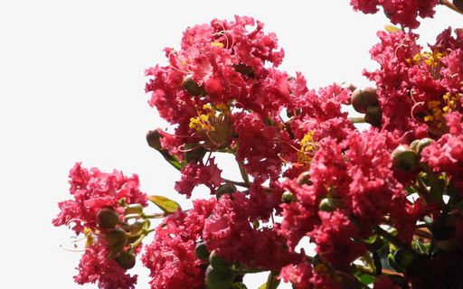 花开正好时的红色紫薇花免抠