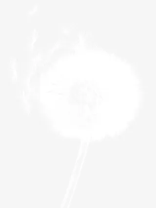 蒲公英 植物  插画 素材2免抠