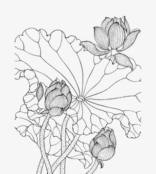 荷花儿线稿png图免抠