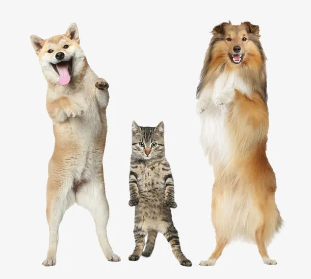 站立的柴犬免抠(1000*896px(72dpi))